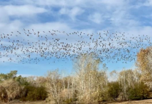 Cibola National Wildlife Refuge景点图片