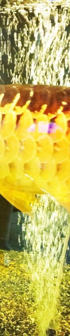 八户市水产科学馆Marient-八户