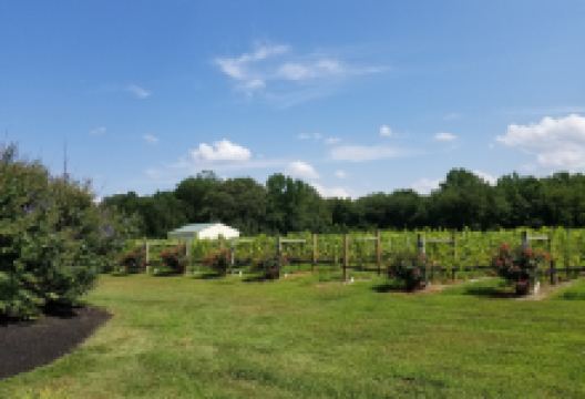 Coda Rossa Winery景点图片