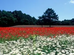 Kiyosato Flower Park
