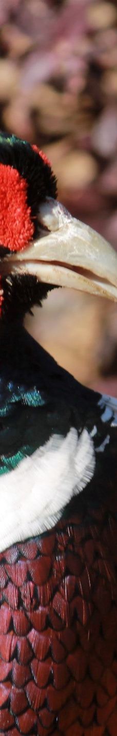 迪拜野生动物园-迪拜