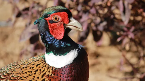 杜拜野生動物園