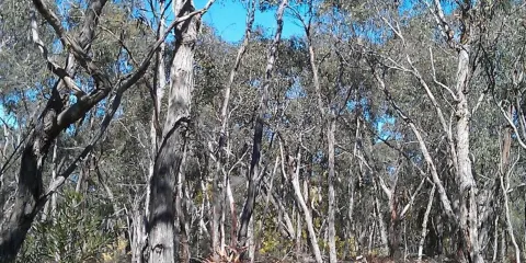 Rennick State Forest