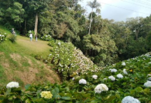 Hortensias Park景点图片