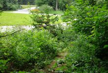 Carlisle Pines State Forest景点图片