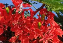 Saca Chispas Stadium景点图片