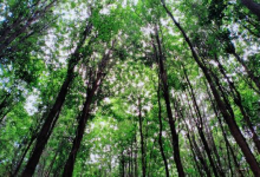 Toek Chub Forest Community Knapor景点图片