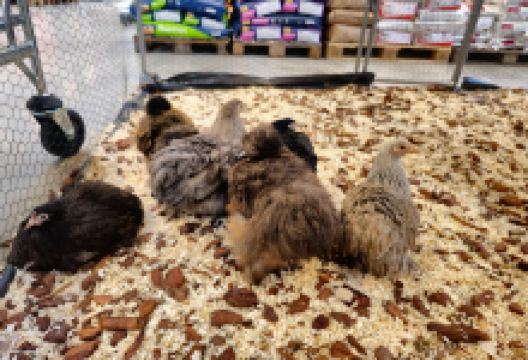 Horta Aalter购物图片