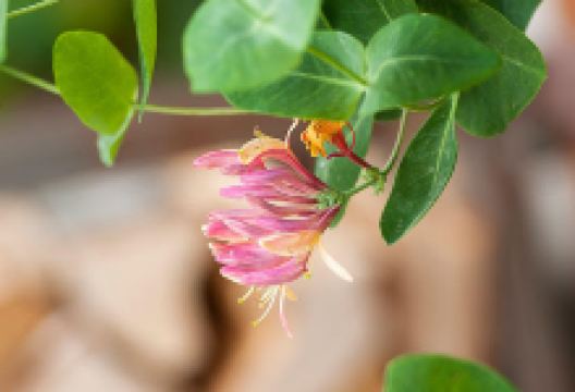 GartenKultur Daniel Ruprecht购物图片