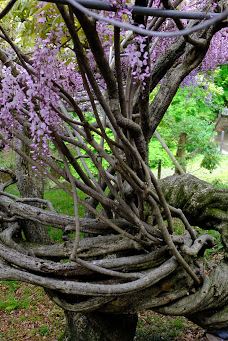 河内藤园-北九州
