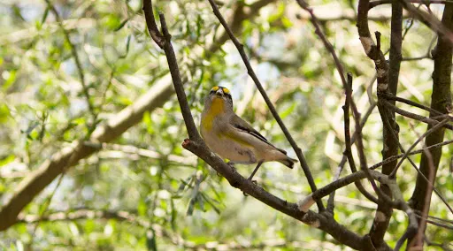Spadonis Reserve
