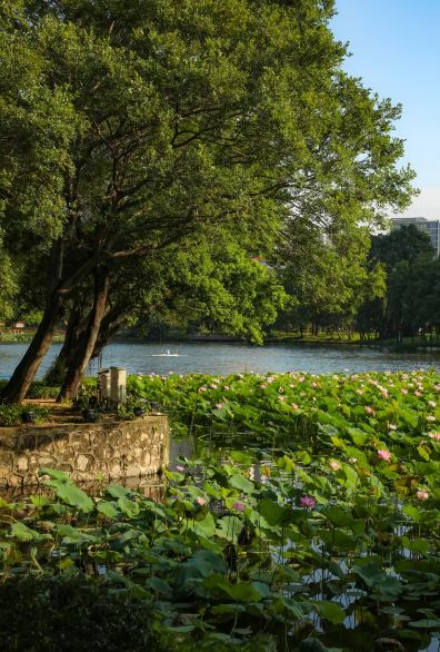 荔湾湖公园景点图片 23