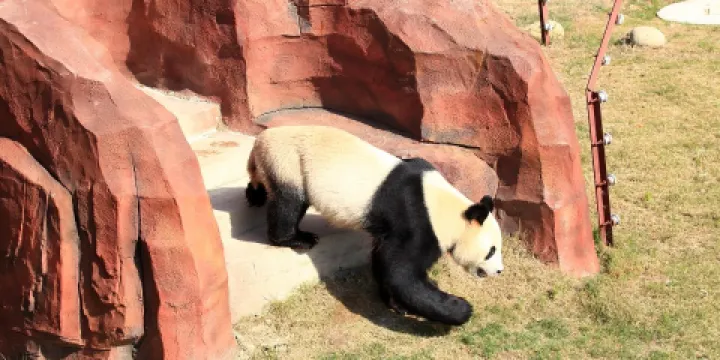 鹽城大豐港動物園-大熊貓樂園