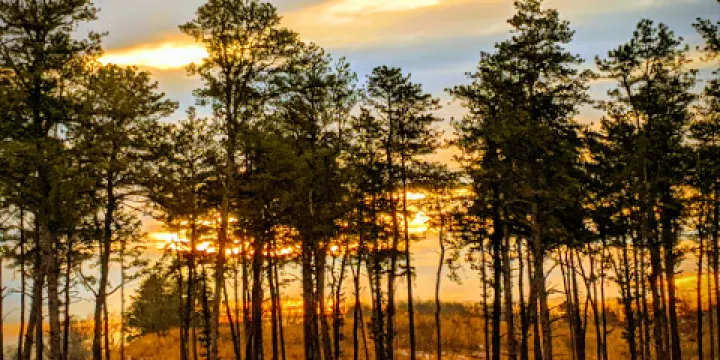 Albany Pine Bush Preserve