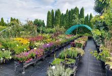 Ing. Peter Dedík - Ornamental nursery Beckov购物图片
