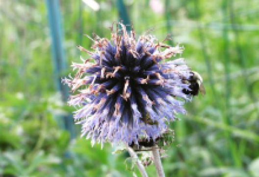 Mansfield Community Garden景点图片