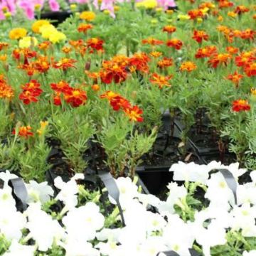 澳大利亚6日5晚拼小团