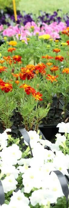 维克多港-维克多港