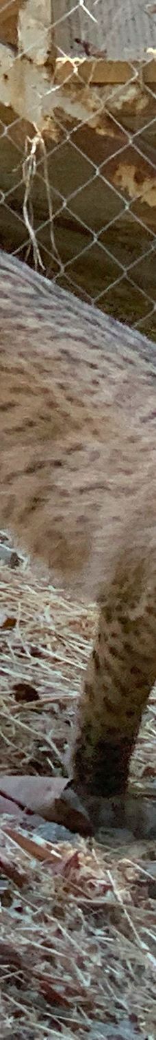 Selwo Aventura-埃斯特波纳