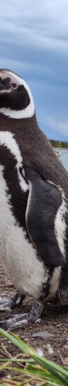 Isla Martillo-乌斯怀亚