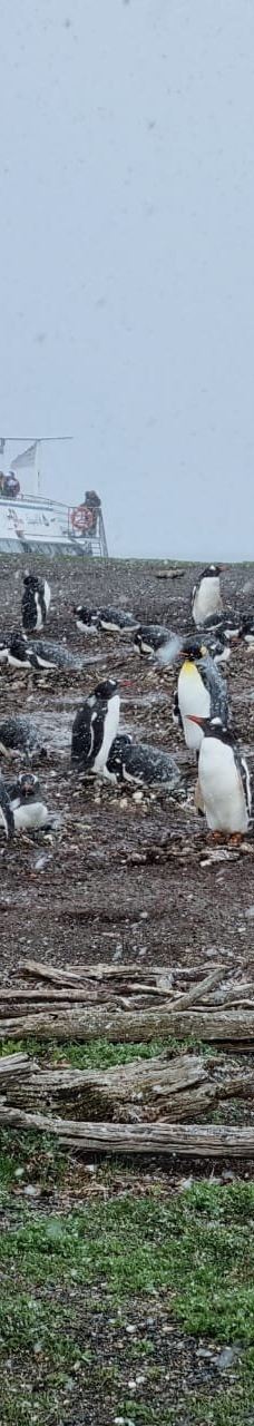 Isla Martillo-乌斯怀亚