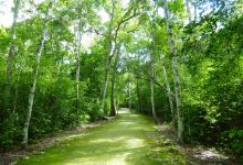 Reserva de la Biosfera de Calakmul景点图片