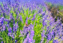 Hitchin Lavender景点图片