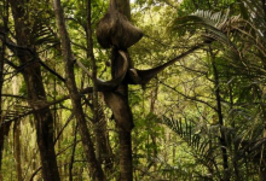 Alice Eaves Scenic Reserve景点图片