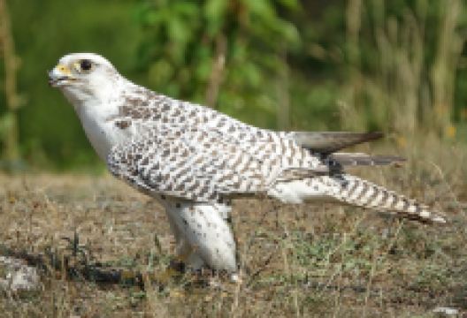 Harzfalkenhof Bad Sachsa景点图片