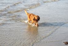 Froelunde Fed景点图片