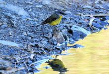 Ferntree Gully Quarry Recreation Reserve景点图片