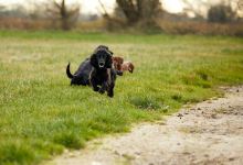 Paw Paddock - Wickham East景点图片