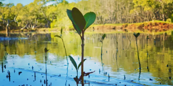 Tinchi Tamba Wetlands