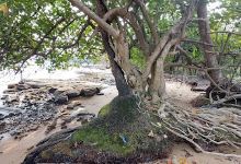 Kien Tuk Beach景点图片