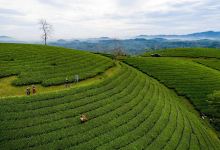 Đồi Chè Mỹ Thuận景点图片