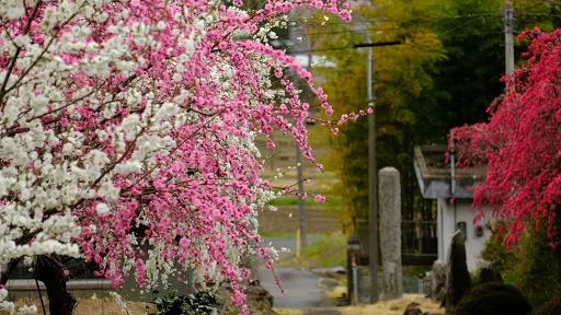 棲林寺