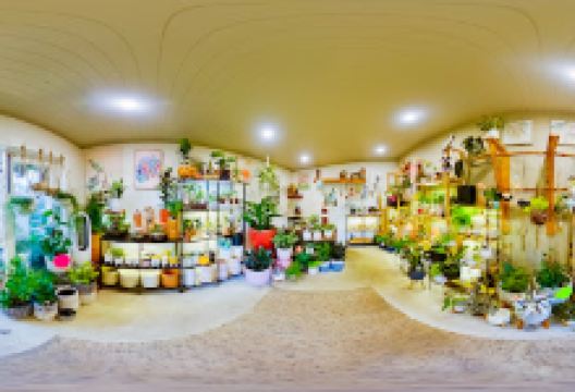 Hinterland Foliage - Plants, Pots & Gifts购物图片