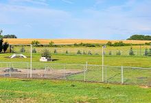 Dog Park景点图片