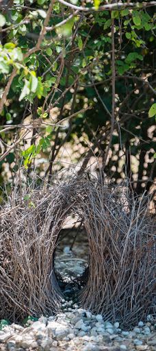 Bandilngan (Windjana Gorge) National Park-King Leopold Ranges