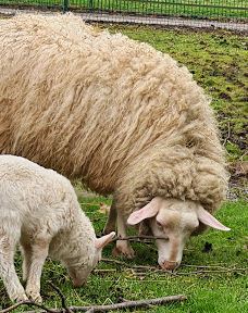 Freiberg Zoo-Mittelsachsen