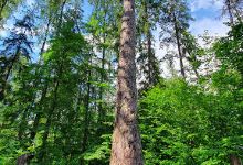 Järvselja Primeval Forest Nature Study Trail景点图片