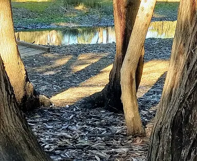 Ocean Grove Nature Reserve