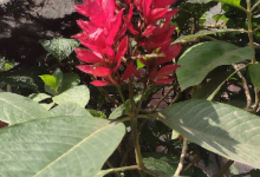 Vivero Tu Jardin购物图片