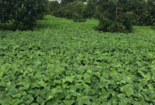 Vuờn Bưởi PHÁT ĐẠT景点图片