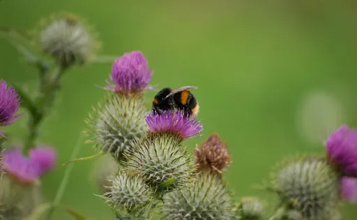 Lunt Meadows Nature Reserve