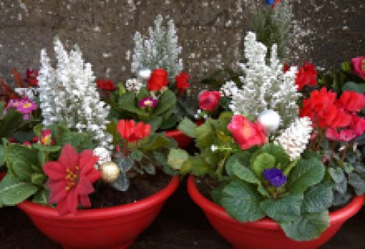 Abacus Garden Centre Athy Co Kildare购物图片