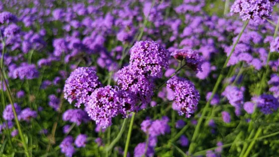 浪漫花海