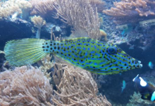 Gdynia Aquarium景点图片