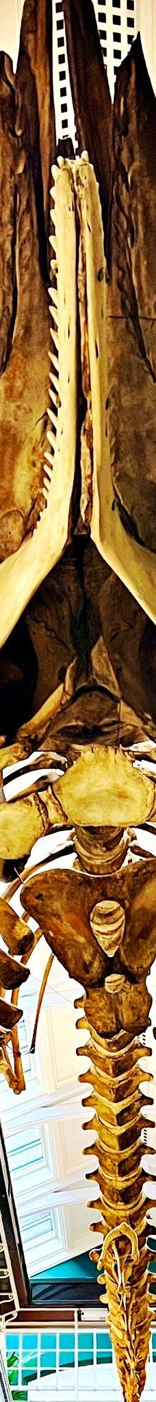 曼彻斯特博物馆-曼彻斯特