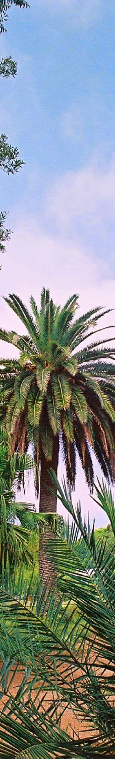 Jardin Botanico Marimurtra-布拉内斯